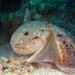 Musky Octopus - Photo (c) Federico Boscolo, some rights reserved (CC BY-NC), uploaded by Federico Boscolo