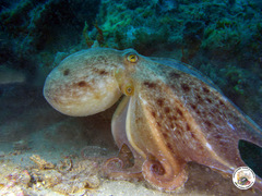 Eledone moschata