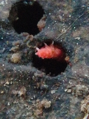 Bilobella braunerae
