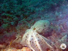 Eledone moschata