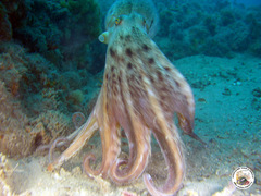 Eledone moschata