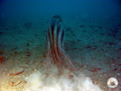 Eledone moschata