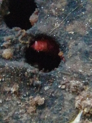 Bilobella braunerae