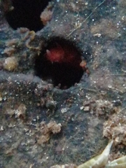 Bilobella braunerae