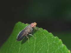 Cephaloconus cyprinus