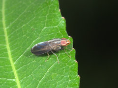Cephaloconus cyprinus