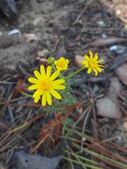 Senecio gallicus