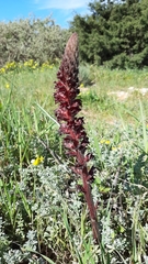 Orobanche foetida
