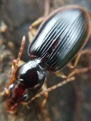Paranchus albipes