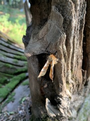 Ormiscodes amphimone