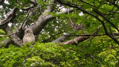 Strix rufipes rufipes