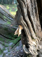 Ormiscodes amphimone