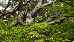 Strix rufipes rufipes
