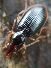 Paranchus albipes