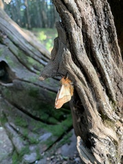 Ormiscodes amphimone