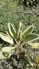 Verbascum litigiosum