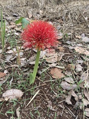 Scadoxus