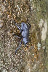 Aegorhinus suturalis