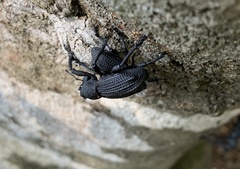 Aegorhinus suturalis