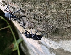 Aegorhinus suturalis