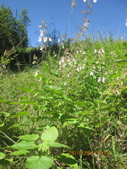 Equilabium laxiflorum