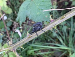 Aegorhinus superciliosus