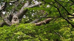 Strix rufipes rufipes