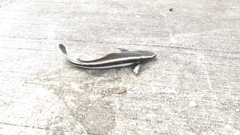 Rachycentron canadum