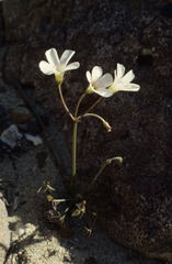 Oxalis dentata