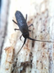 Pogonognathellus longicornis
