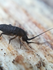 Pogonognathellus longicornis