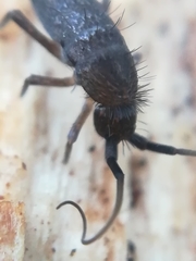 Pogonognathellus longicornis