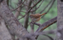 Calamonastes fasciolatus