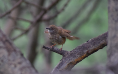 Calamonastes fasciolatus