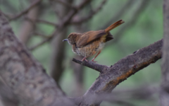 Calamonastes fasciolatus