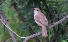 Bradornis mariquensis