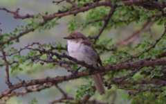 Bradornis mariquensis