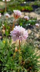 Armeria welwitschii
