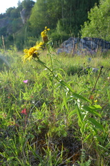 Pentanema salicinum