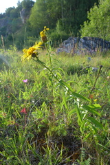 Pentanema salicinum