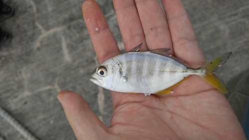 Bigeye Trevally