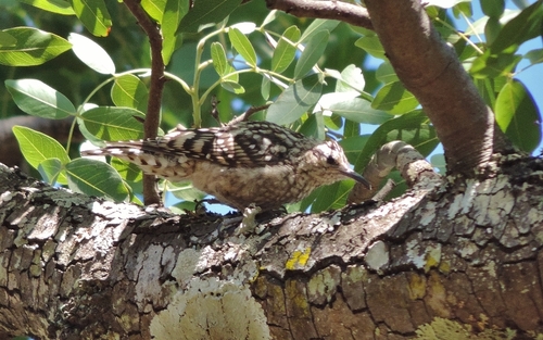 Salpornis salvadori