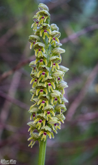 Orchis galilaea