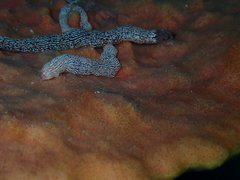 Synaptula