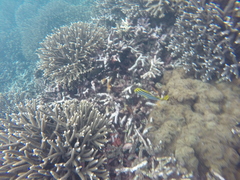 Plectorhinchus vittatus