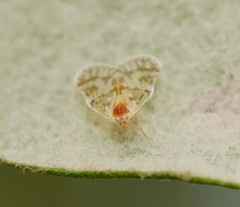 Saccharodite chrysonoe