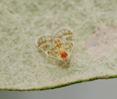 Saccharodite chrysonoe