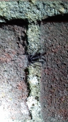 Segestria florentina