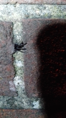 Segestria florentina