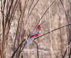 Platycercus elegans elegans